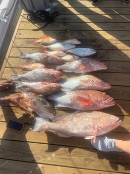 Fishing in Sarasota, Florida