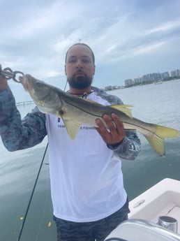 Snook Fishing in Sarasota, Florida