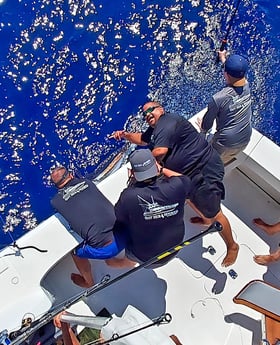 White Marlin fishing in Galveston, Texas
