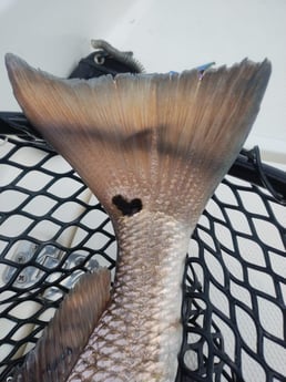 Fishing in Dickinson, Texas