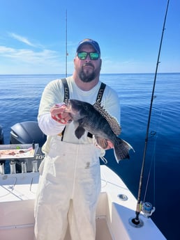 Black Seabass Fishing in Atlantic Beach, North Carolina