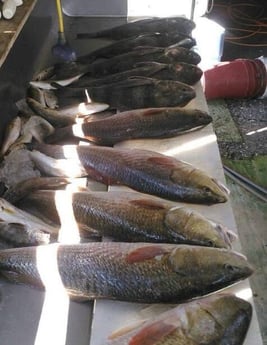 Fishing in Biloxi, Mississippi