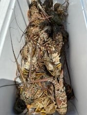 Lobster Fishing in Fort Lauderdale, Florida