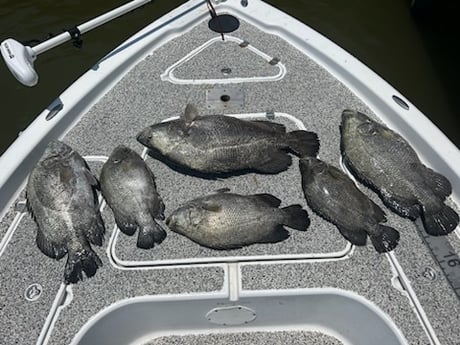 Tripletail Fishing in Buras, Louisiana
