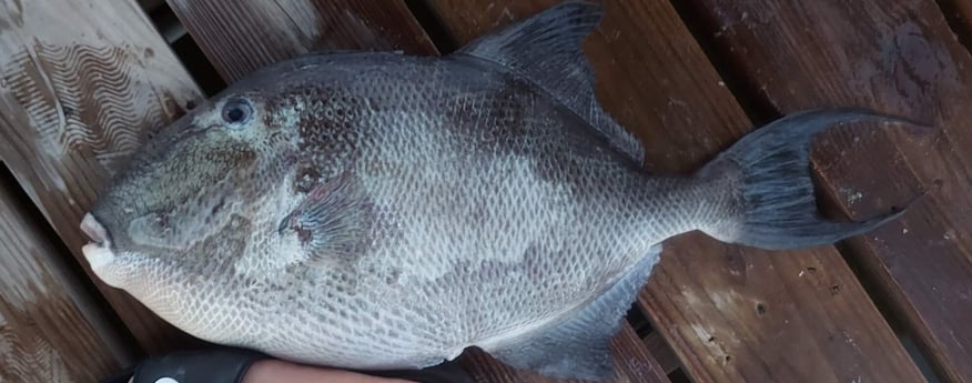 Triggerfish fishing in Fort Walton Beach, Florida