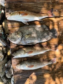 Fishing in Eastpoint, Florida