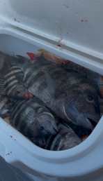 Fishing in Port Orange, Florida