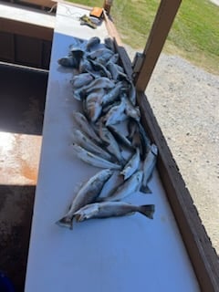 Speckled Trout Fishing in Boothville, Louisiana, USA