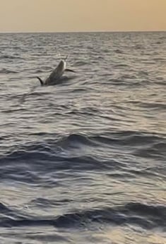 Black Marlin Fishing in Galveston, Texas