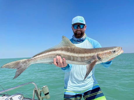Cobia Fishing in Tavernier, Florida