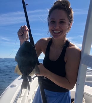 Triggerfish Fishing in Panama City Beach, Florida