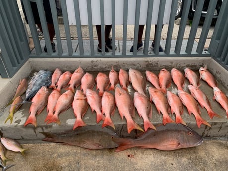 African Pompano, Mutton Snapper, Yellowtail Snapper Fishing in Hypoluxo, Florida
