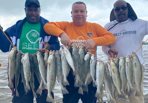Speckled Trout / Spotted Seatrout fishing in Port Arthur, Jefferson County