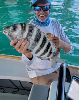 Sheepshead Fishing in Islamorada, Florida