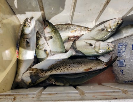 Bluefish, Speckled Trout / Spotted Seatrout Fishing in Hatteras, North Carolina