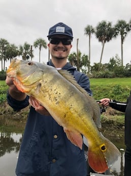 Peacock Bass Fishing in Delray Beach, Florida