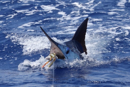 Fishing in Kailua-Kona, Hawaii