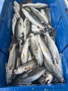 Speckled Trout Fishing in Delacroix, Louisiana