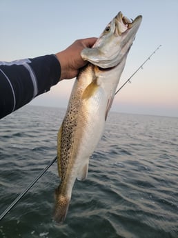 Speckled Trout Fishing in Rio Hondo, Texas