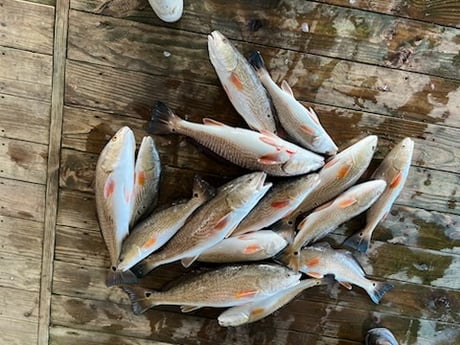 Redfish Fishing in Buras, Louisiana