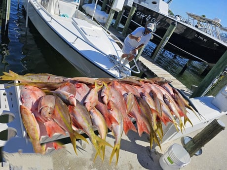 Red Snapper, Yellowtail Snapper Fishing in St. Petersburg, Florida