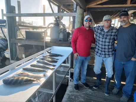 Sheepshead, Speckled Trout / Spotted Seatrout Fishing in Crystal River, Florida