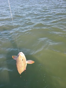 Redfish Fishing in Port O'Connor, Texas