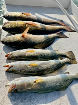 Fishing in South Padre Island, Texas