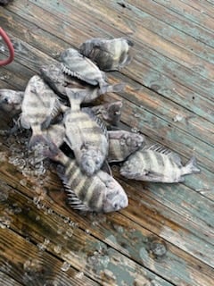 Sheepshead Fishing in Biloxi, Mississippi