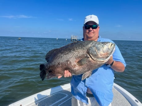 Tripletail Fishing in Buras, Louisiana