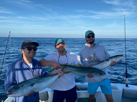 Yellowtail Amberjack fishing in Cabo San Lucas, Mexico