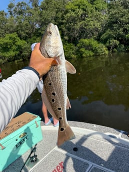 Fishing in Tampa, Florida