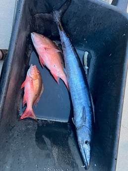 Mutton Snapper, Wahoo Fishing in West Palm Beach, Florida
