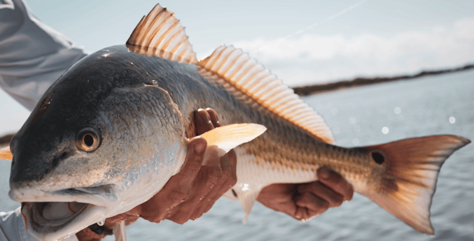 Redfish fishing in Galveston, Texas