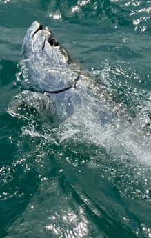 Tarpon Fishing in Summerland Key, Florida