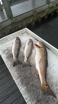 Redfish Fishing in Santa Rosa Beach, Florida