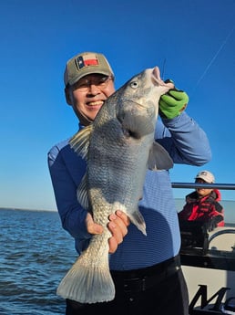 Black Drum Fishing in Rockport, Texas