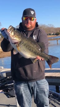 Largemouth Bass Fishing in Alba, Texas