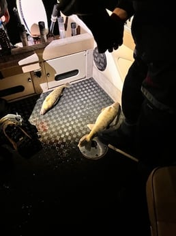 Walleye Fishing in North Muskegon, Michigan