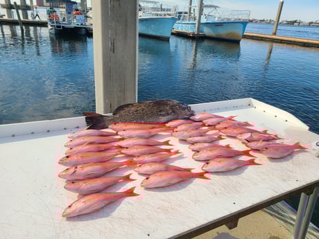 Gag Grouper, Red Snapper fishing in Orange Beach, Alabama