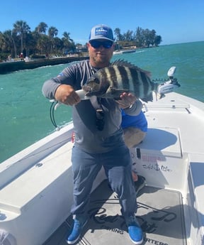 Snook fishing in Sarasota, Florida