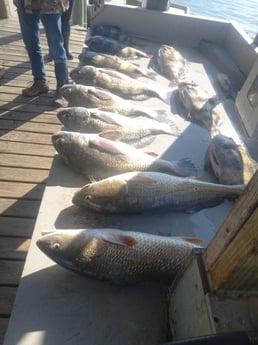 Sheepshead fishing in Houston, Texas