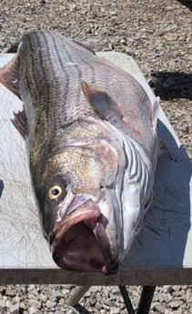 Fishing in Rogers, Arkansas