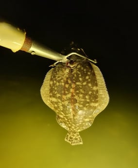 Flounder Fishing in Rio Hondo, Texas