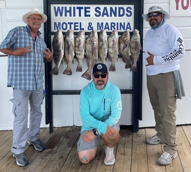 Black Drum Fishing in Port Isabel, Texas