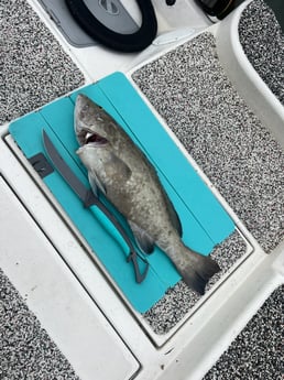 Gag Grouper Fishing in Holmes Beach, Florida