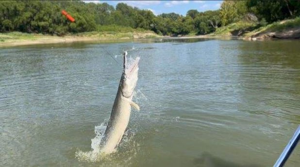 Alligator Gar Fishing in Dallas, Texas