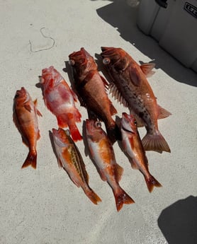 Fishing in Dana Point, California