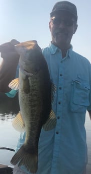 Largemouth Bass fishing in Lake Fork, Texas
