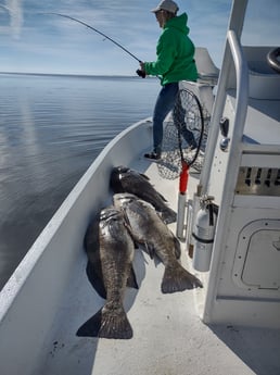 Black Drum Fishing in Oak Hill, Florida